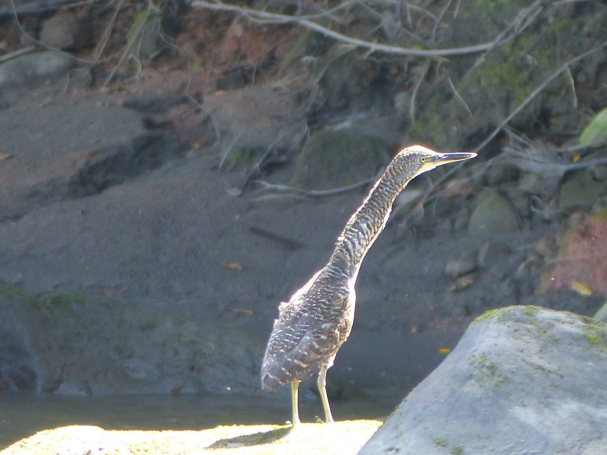 Avetigre Oscura - ML645042446