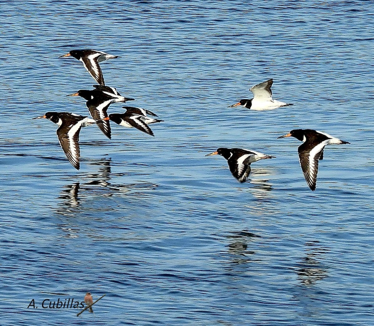 Ostrero Euroasiático - ML645042447