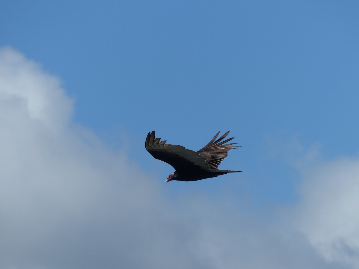 Aura Gallipavo - ML645042448