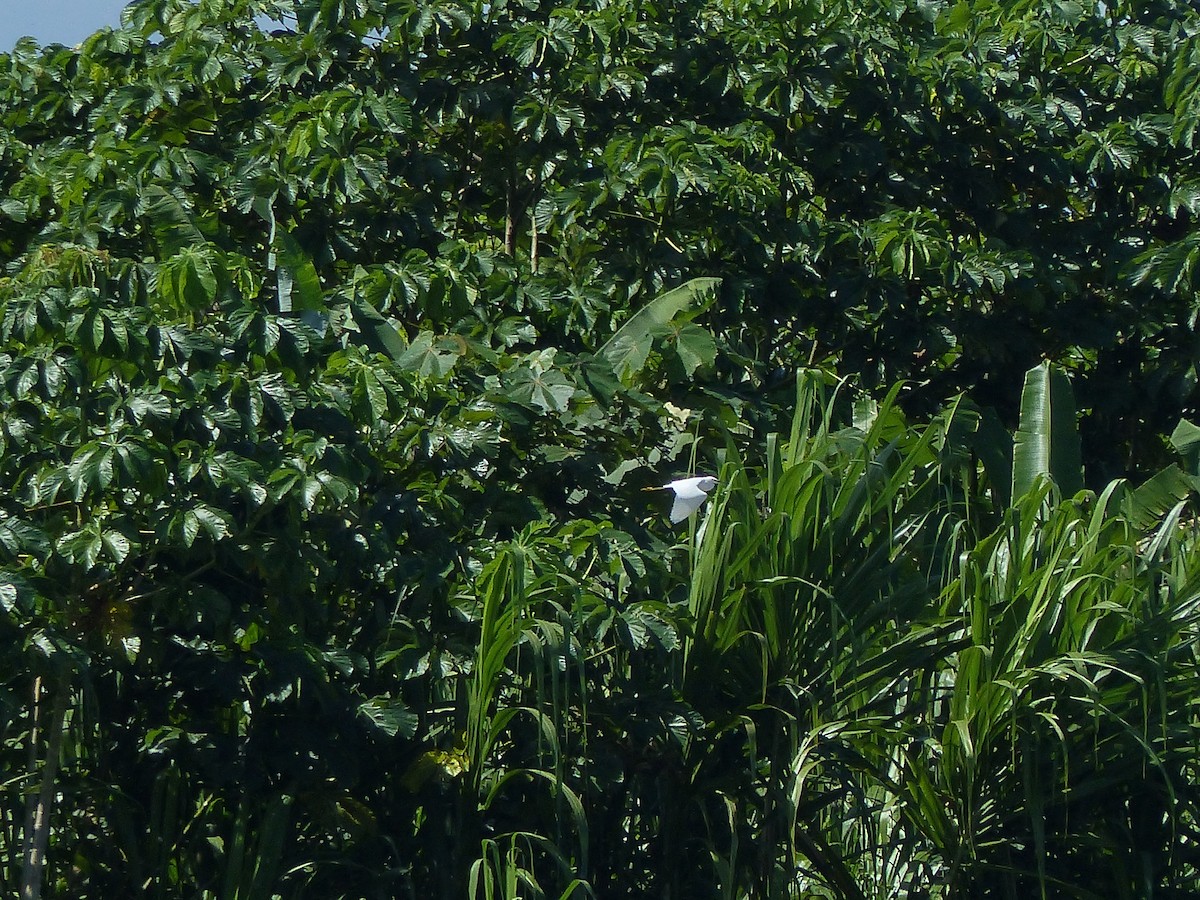 Garceta Nívea - ML645042450