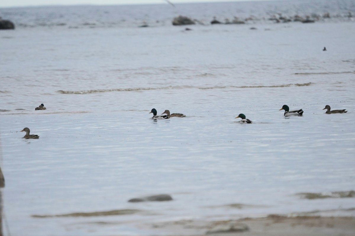 Ánade Azulón - ML645042455