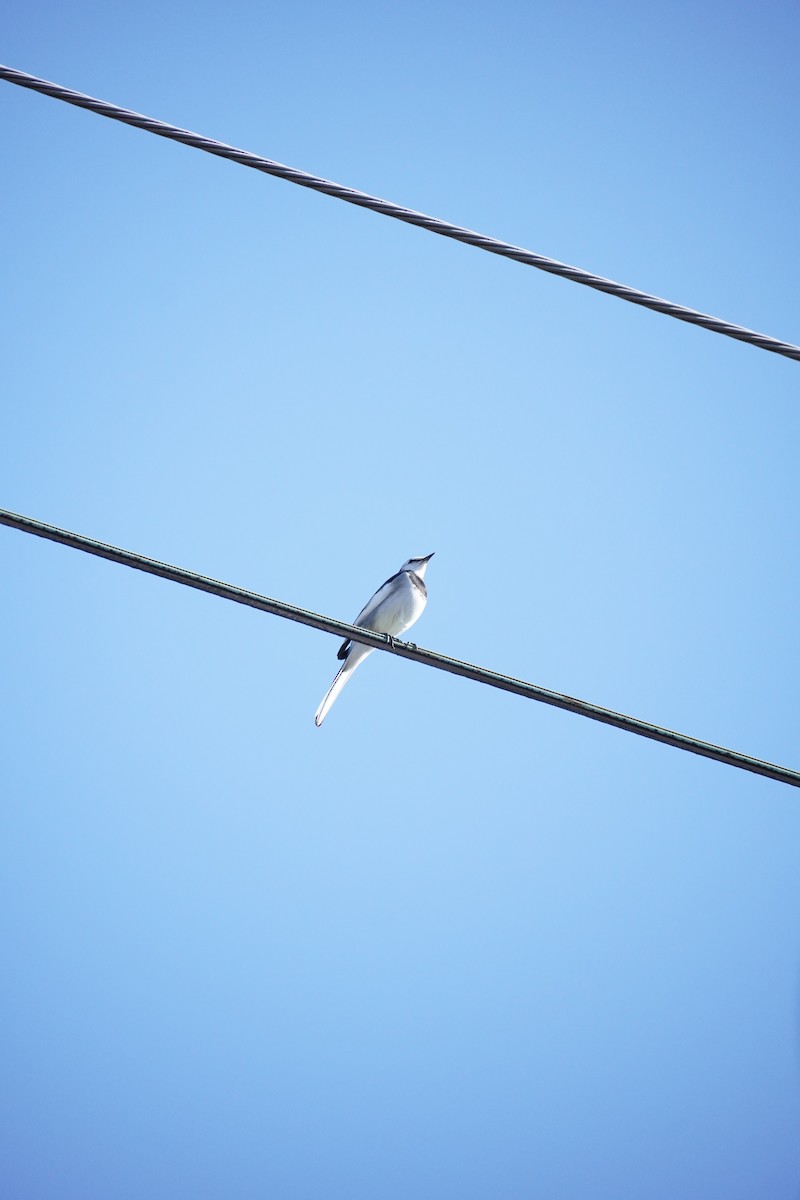 Lavandera Blanca - ML645042456