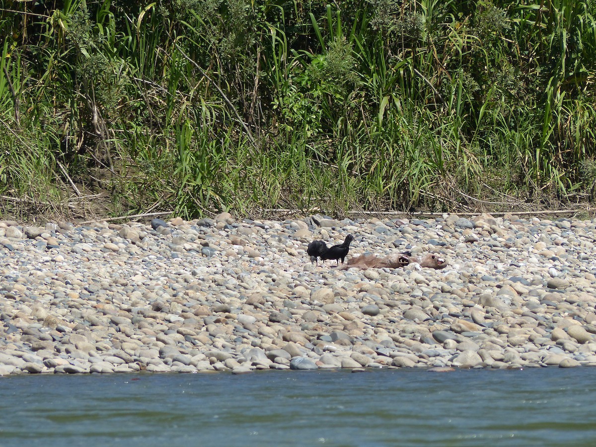 Zopilote Negro - ML645042457