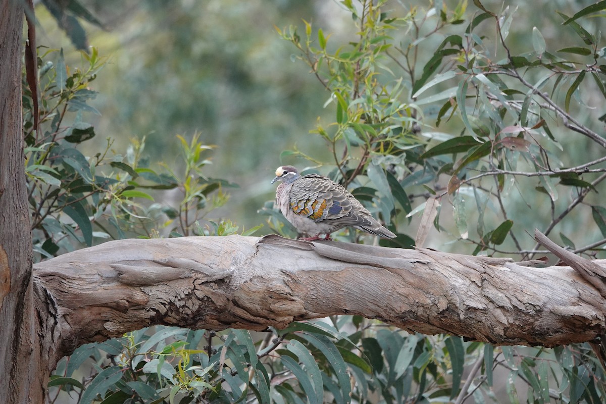 Paloma Bronce Común - ML645042458