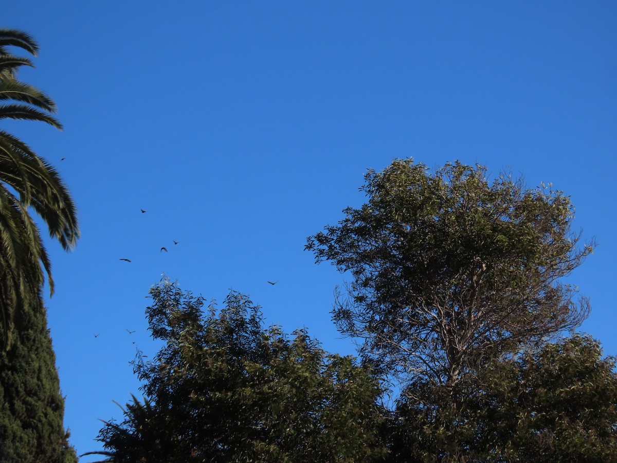 Paloma Bravía (variedad doméstica) - ML645042461