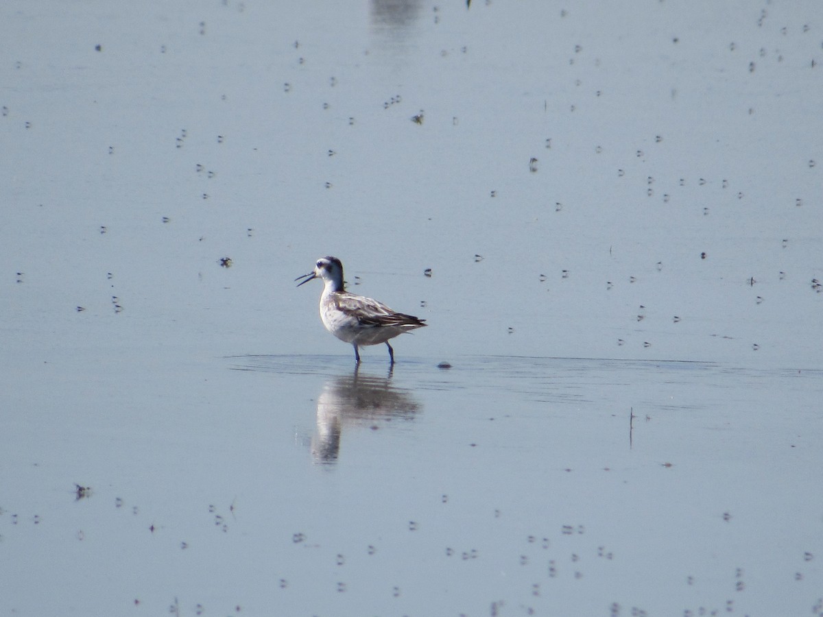 Falaropo Picofino - ML645042462