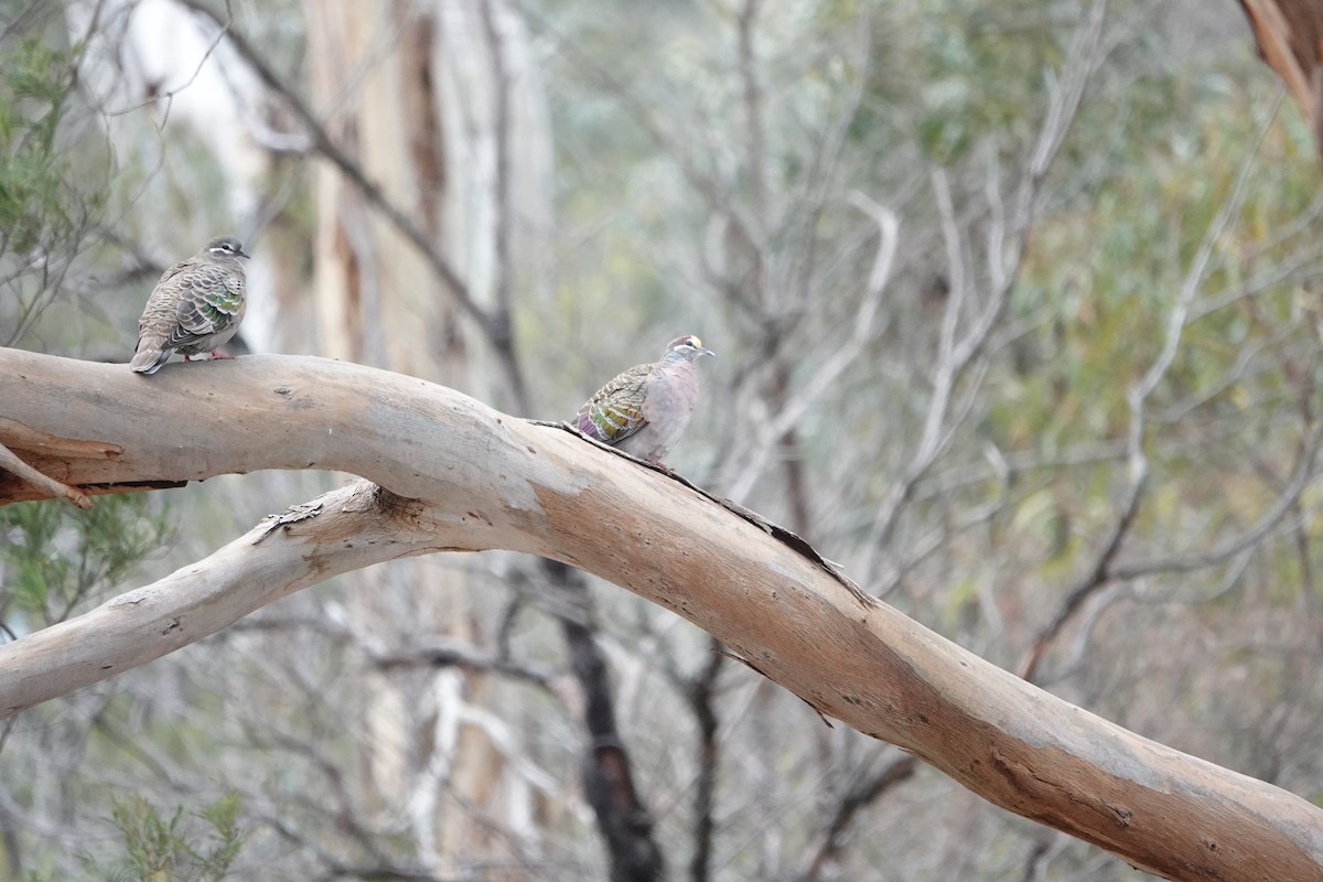 Paloma Bronce Común - ML645042463