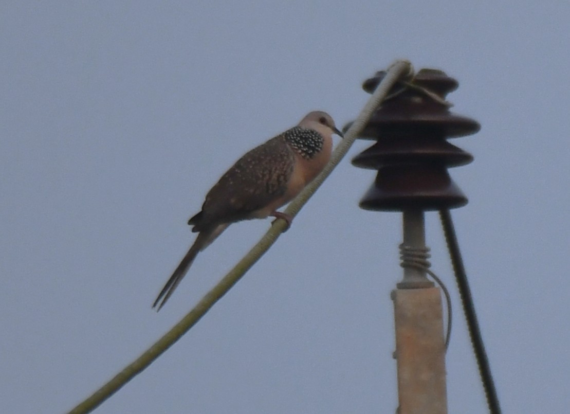 Tórtola Moteada - ML645042464