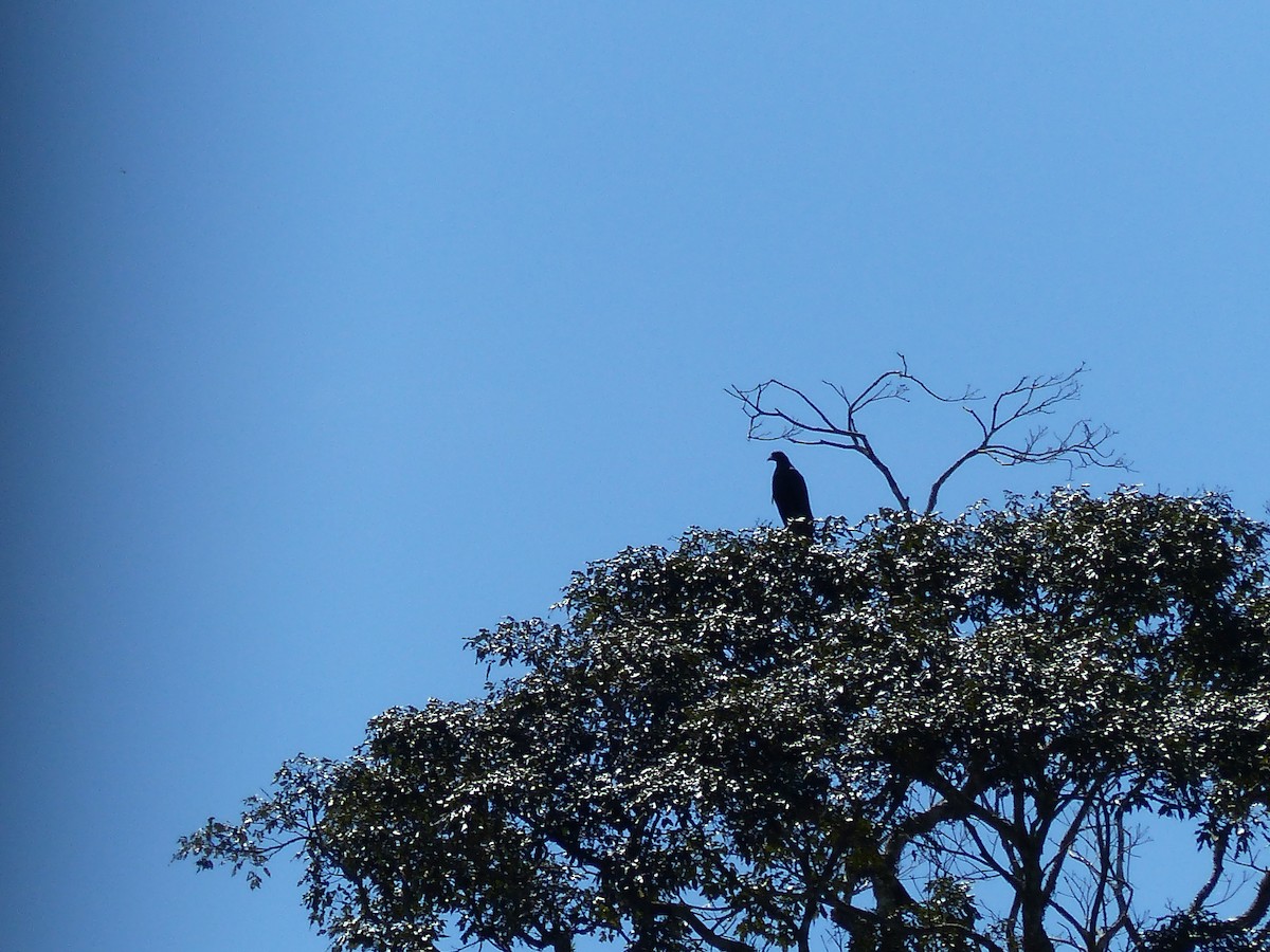 Caracara Negro - ML645042465