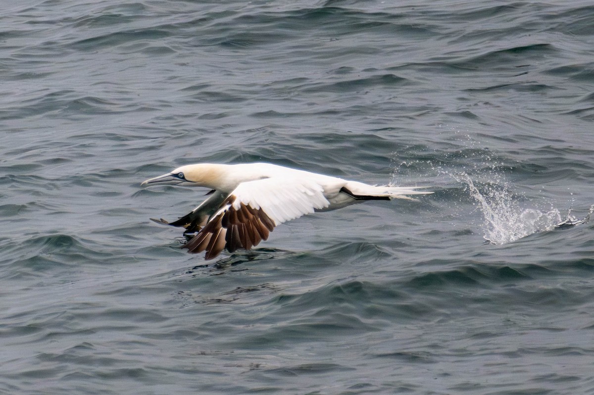 Alcatraz Atlántico - ML645042466