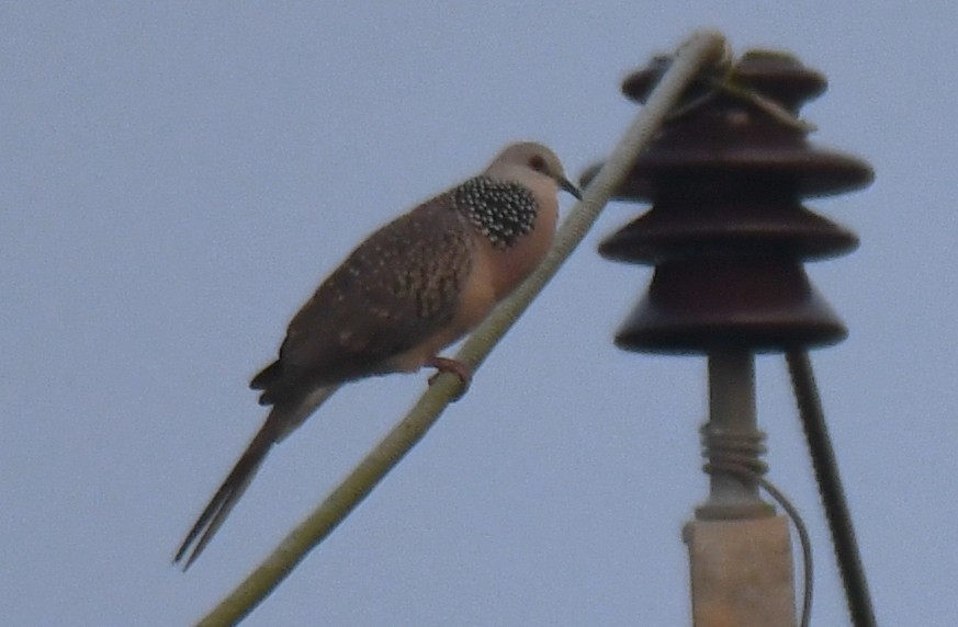 Tórtola Moteada - ML645042467