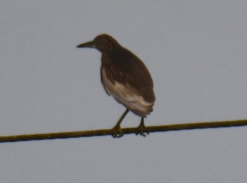 Garcilla India - ML645042469