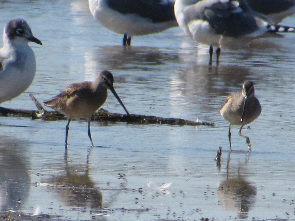 Agujeta Escolopácea - ML645042471