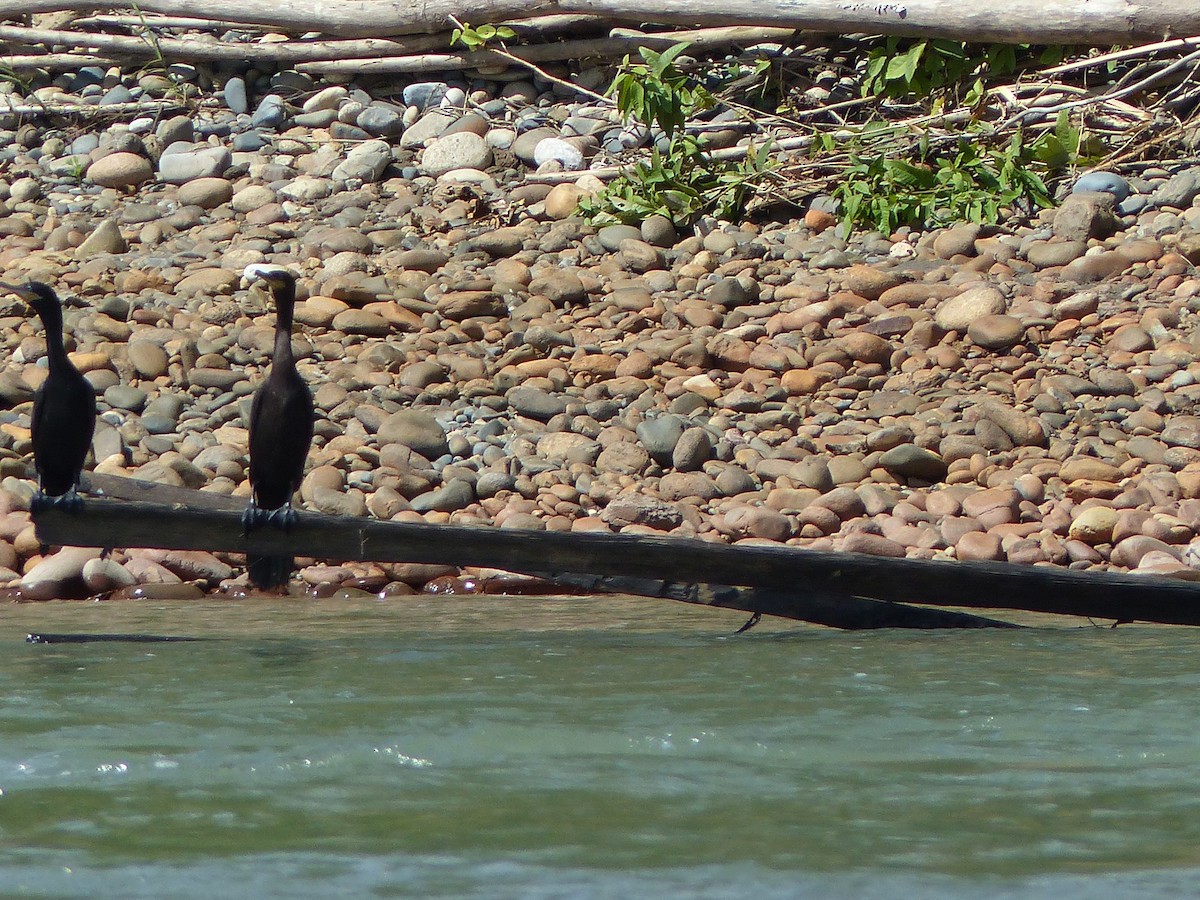 Cormorán Biguá - ML645042472