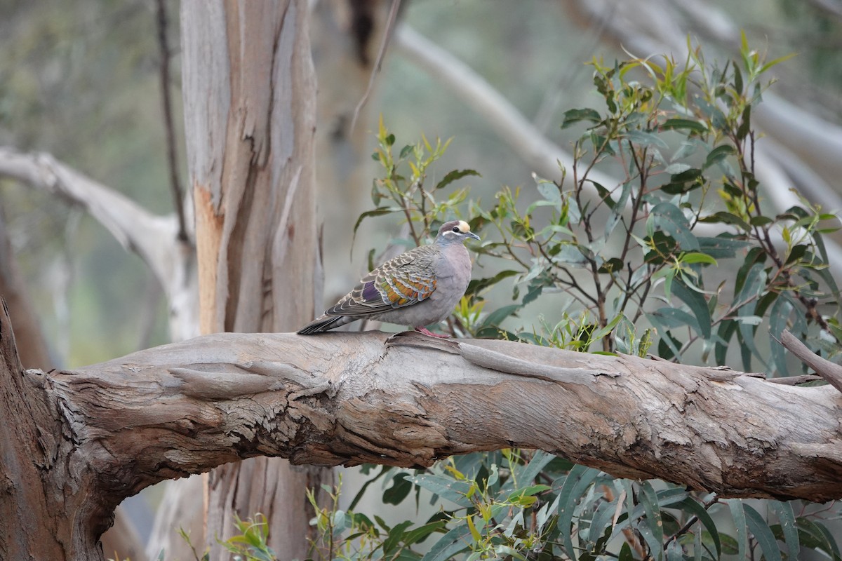 Paloma Bronce Común - ML645042473