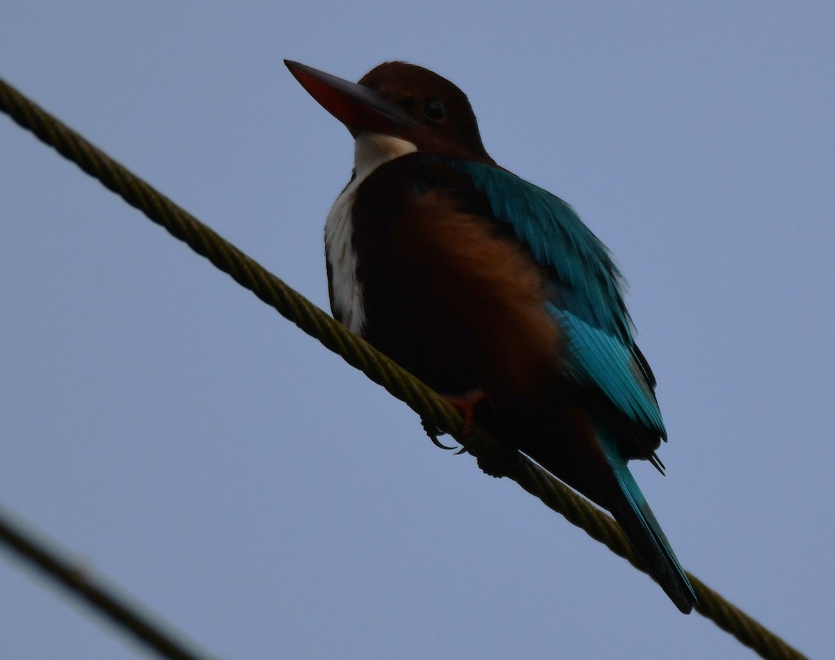 Alción de Esmirna - ML645042474