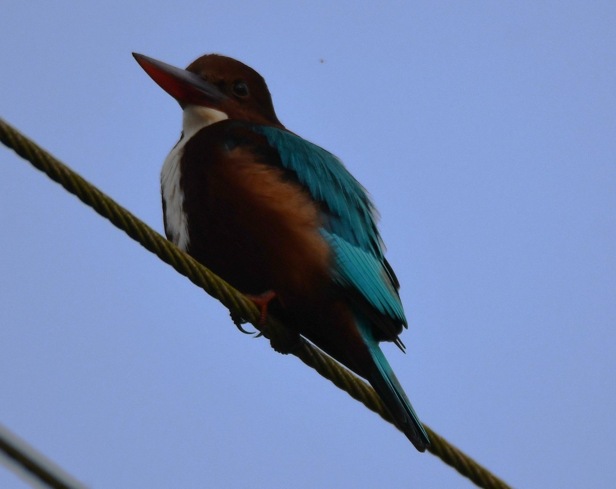 Alción de Esmirna - ML645042476