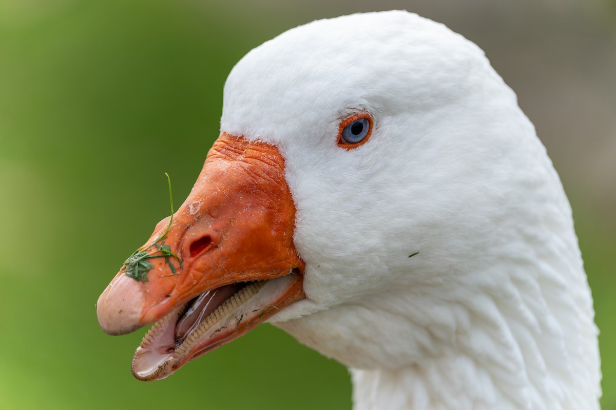 Oca selvatica - ML645042493