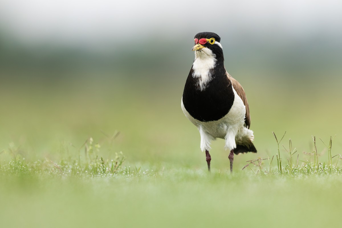 Banded Lapwing - ML645042494