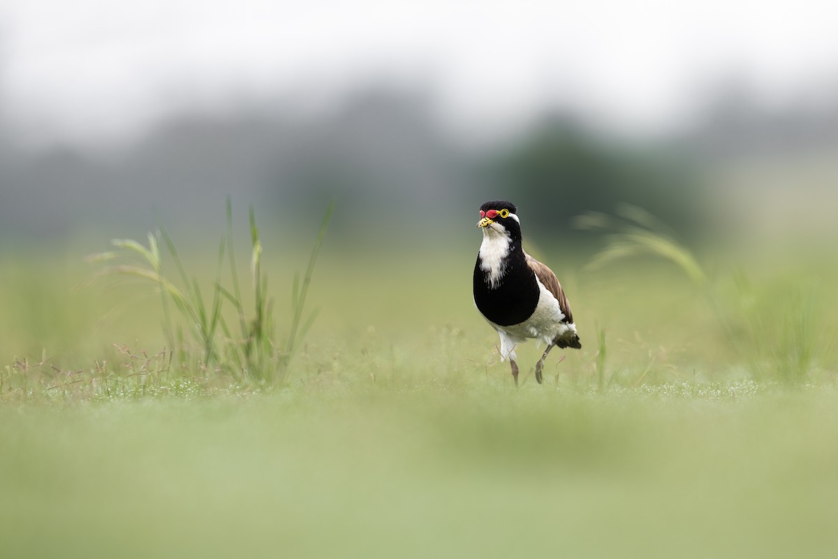 Banded Lapwing - ML645042497