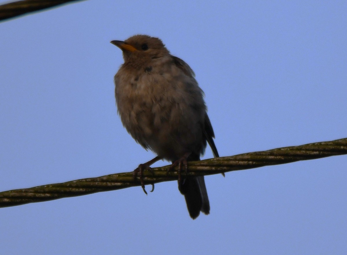 Rosy Starling - ML645042498