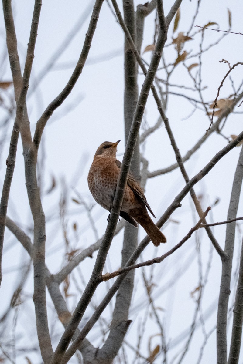 Kızıl Kanatlı Ardıç - ML645042499