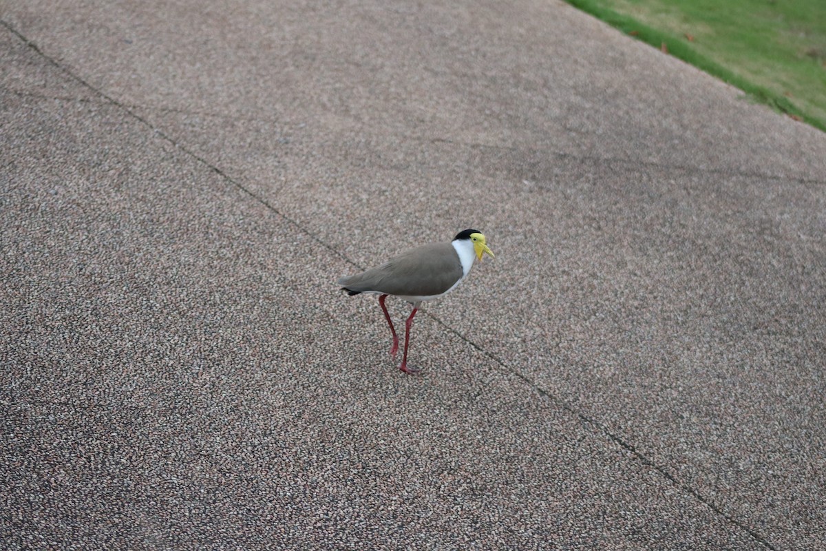 čejka australská - ML645042563