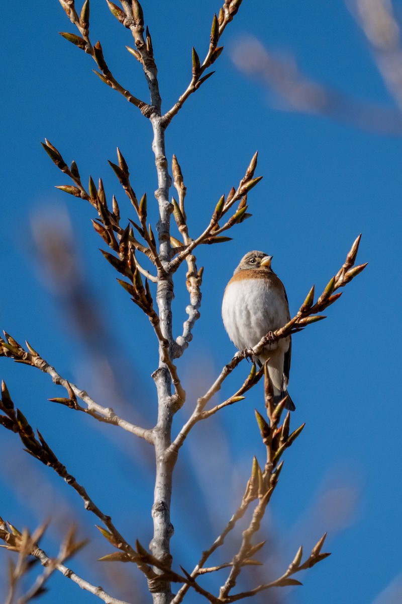 Brambling - ML645042565