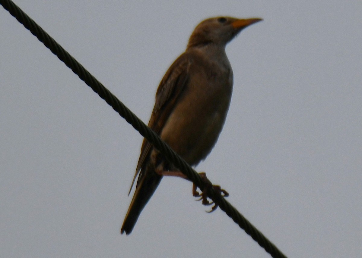 Rosy Starling - ML645042577