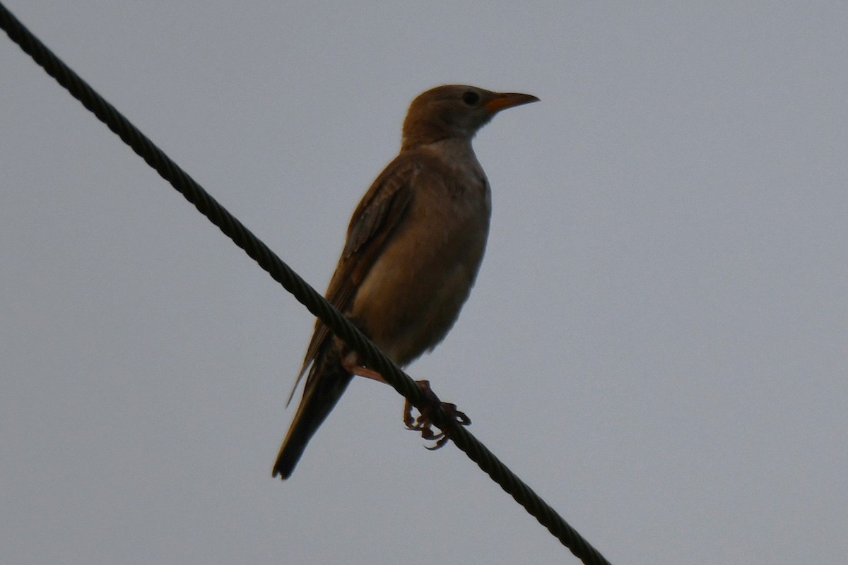 Rosy Starling - ML645042580