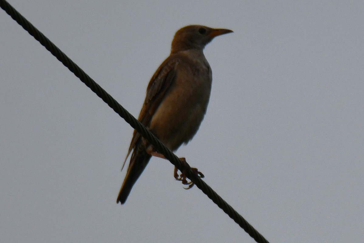 Rosy Starling - ML645042583
