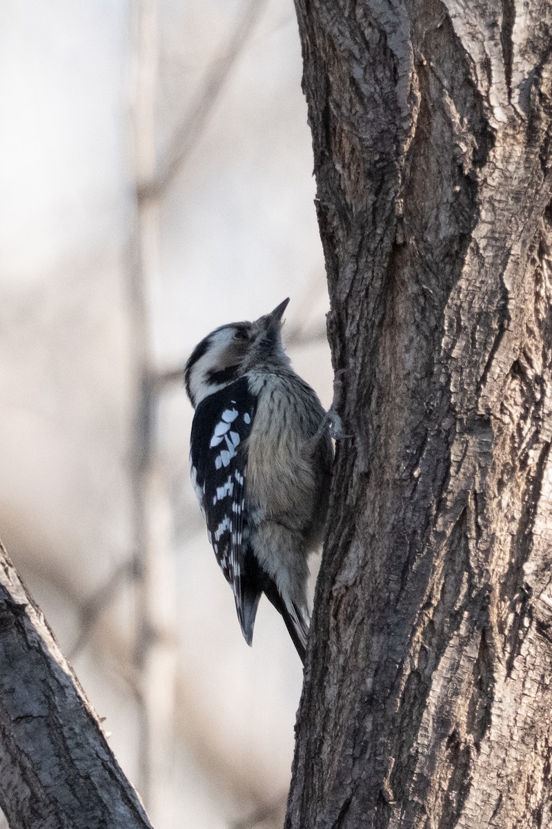 Gray-capped Pygmy Woodpecker - ML645042595