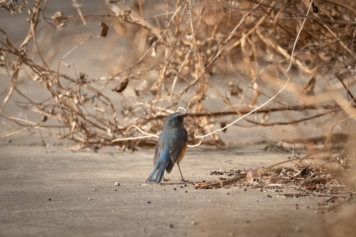 Red-flanked Bluetail - ML645042599