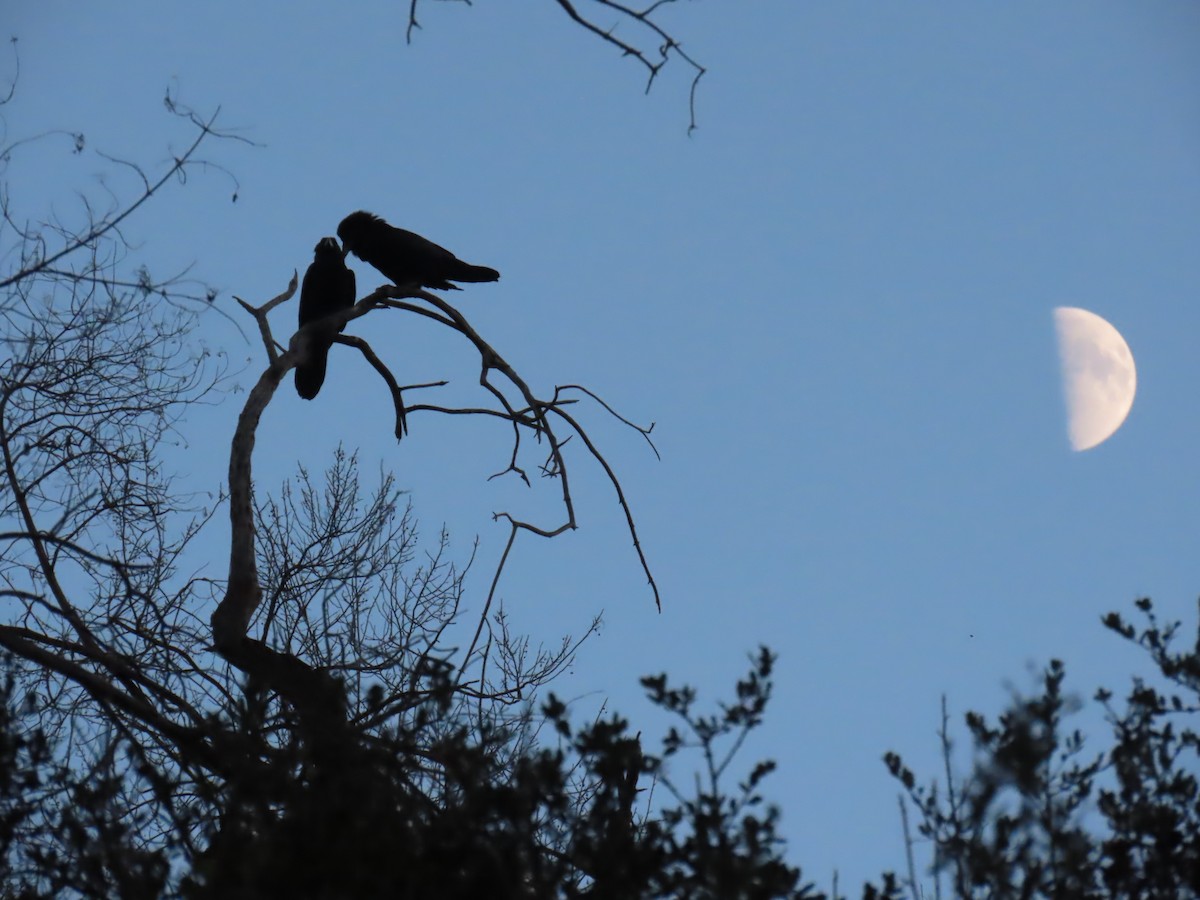 Cuervo Grande - ML645042606