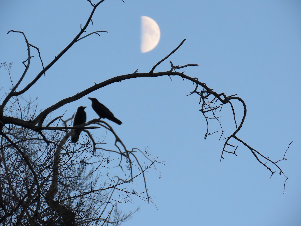 Cuervo Grande - ML645042608