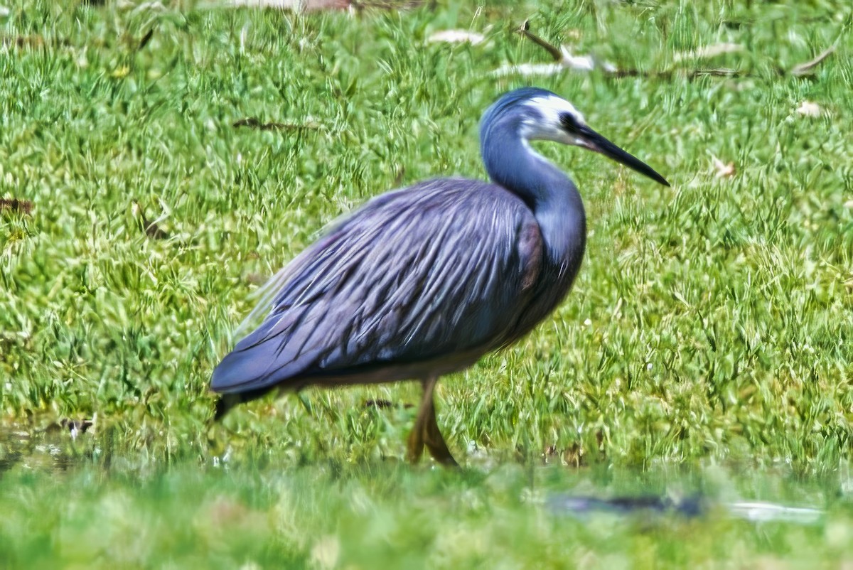 White-faced Heron - ML645042614