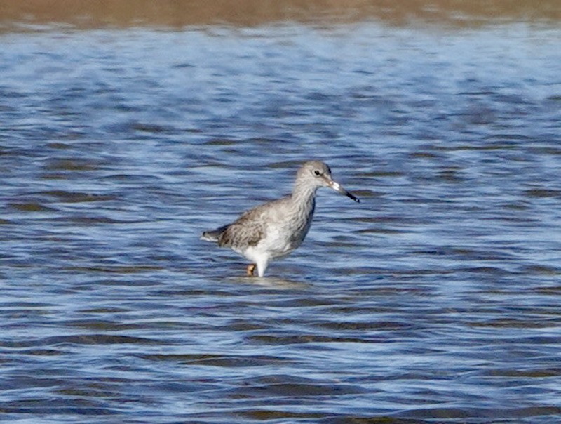 Common Redshank - ML645042616