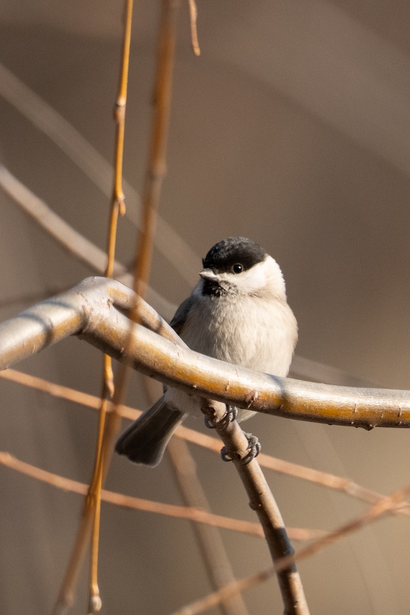 Marsh Tit - ML645042617