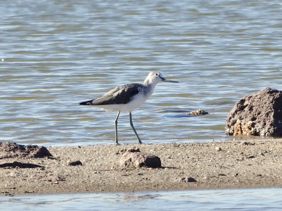 Common Greenshank - ML645042620