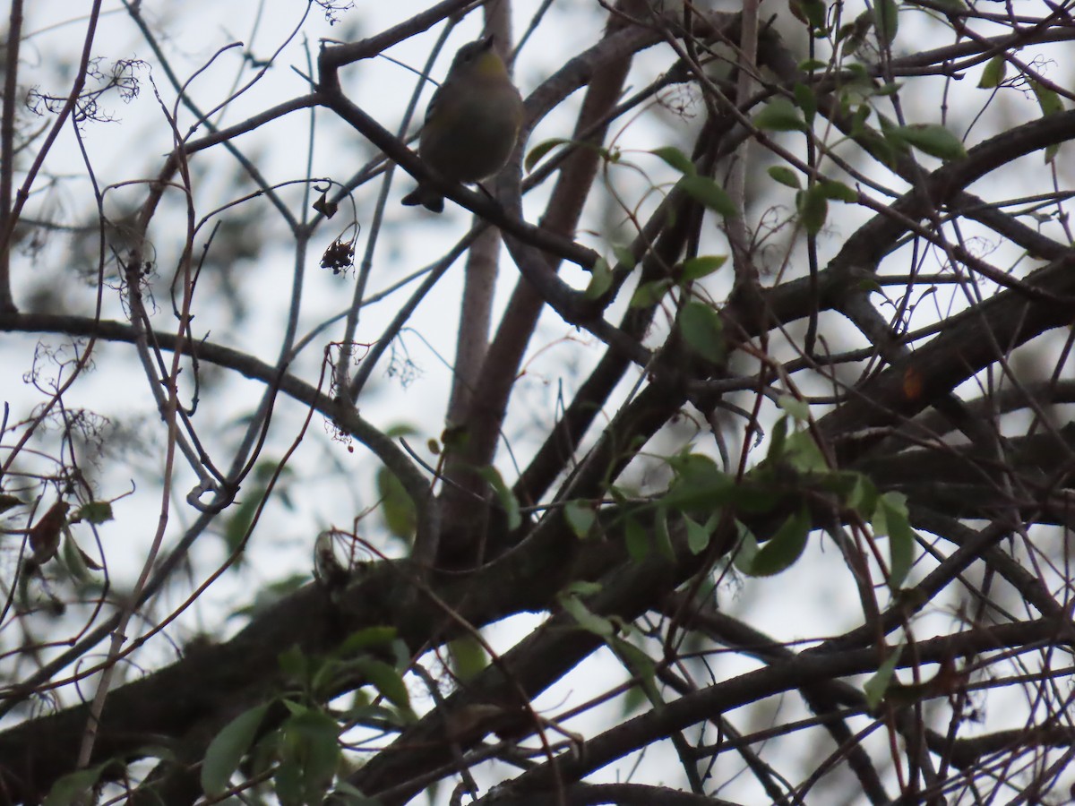 Yellow-rumped Warbler - ML645042623
