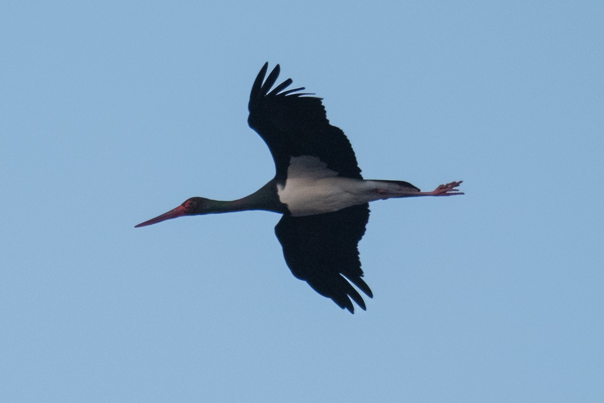 Black Stork - ML645042634