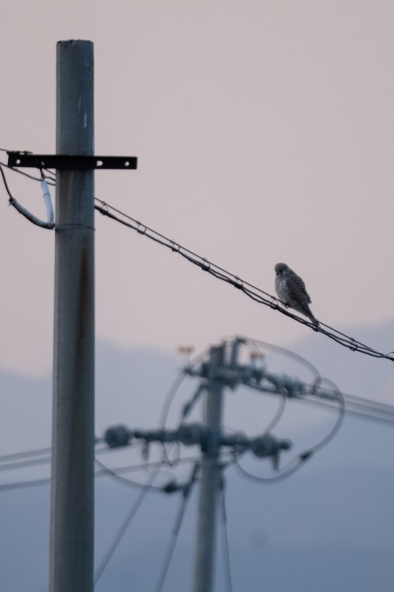Eurasian Kestrel - ML645042636