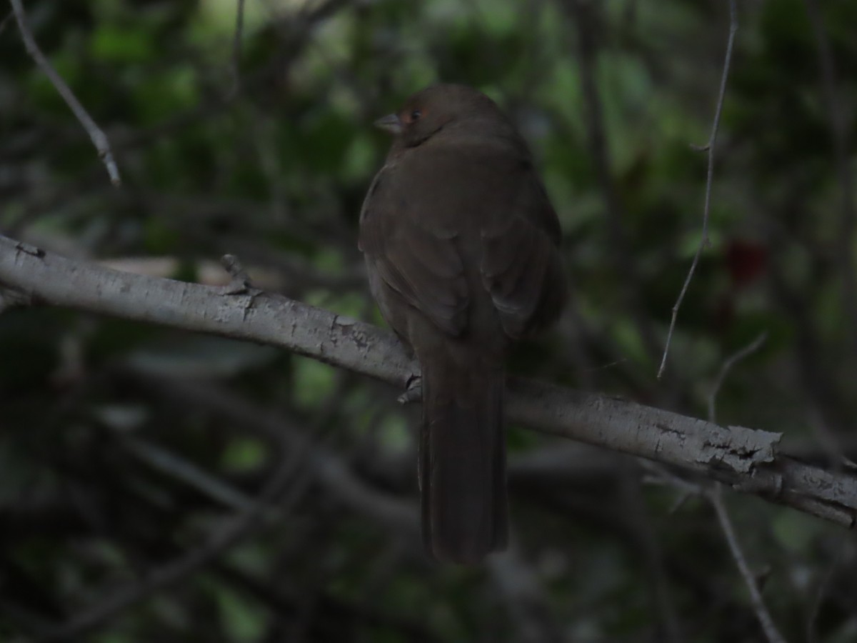 California Towhee - ML645042639