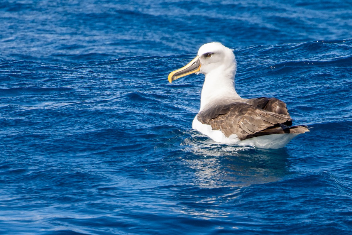 Buller's Albatross - ML645042667