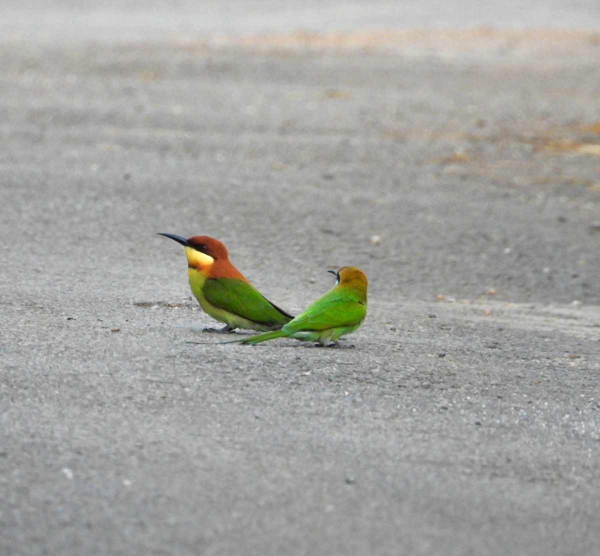 Chestnut-headed Bee-eater - ML645042682