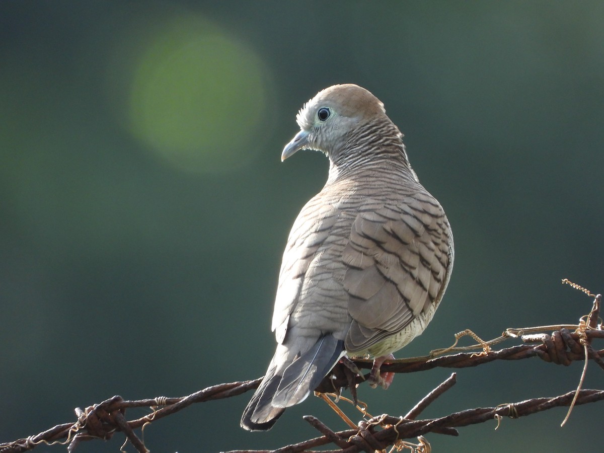 Zebra Dove - ML645042689