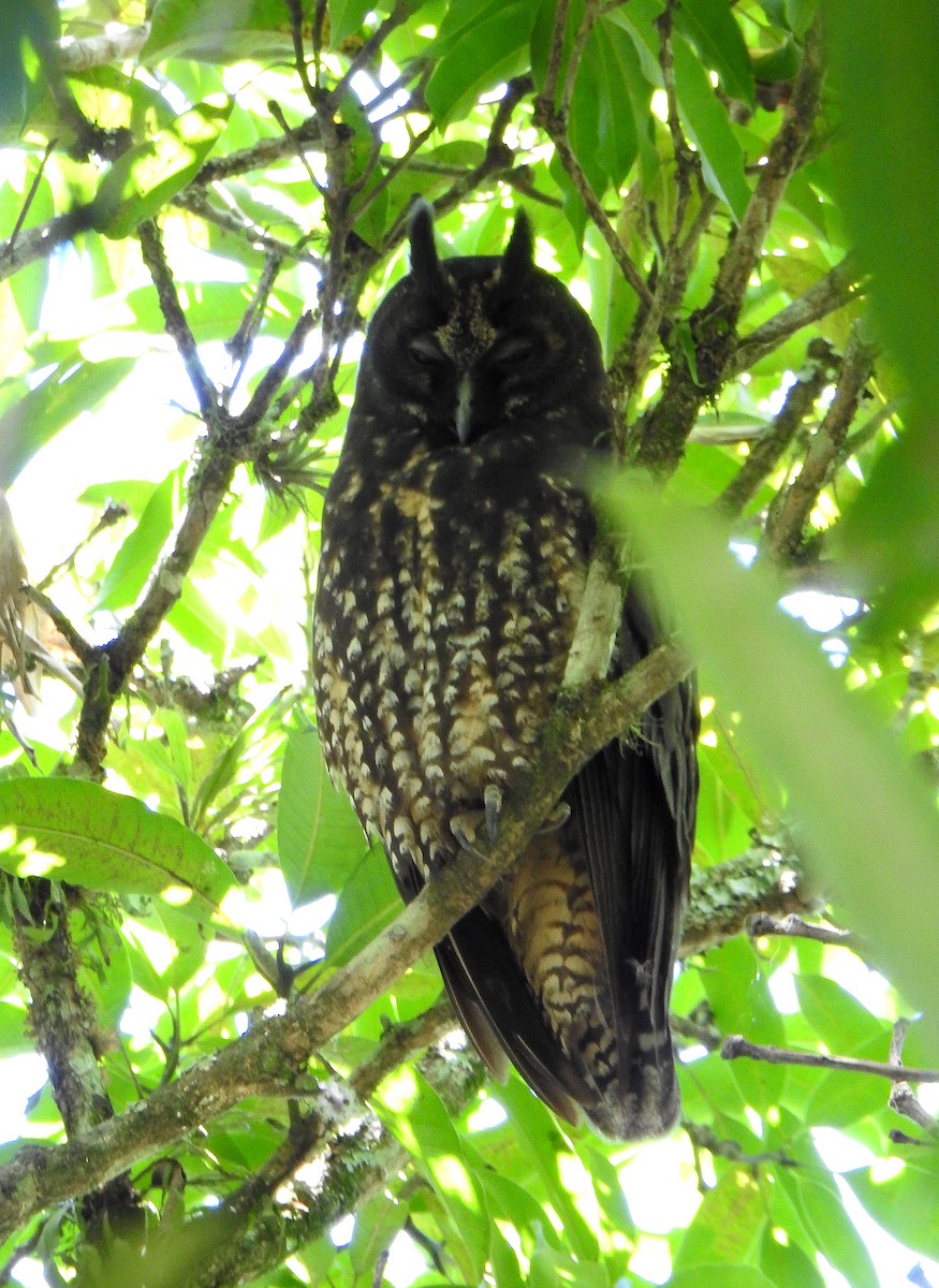 Stygian Owl - ML645042695