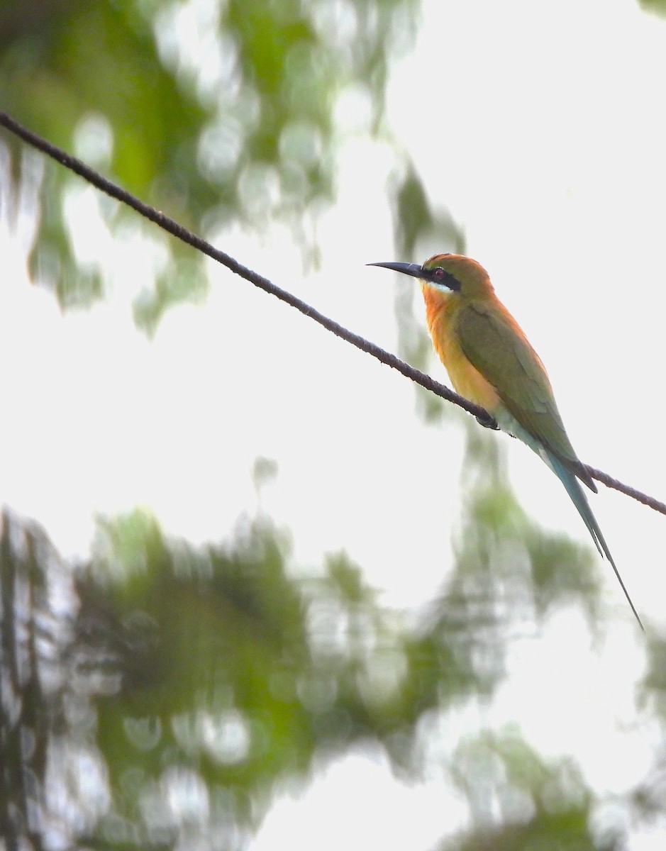 Blue-tailed Bee-eater - ML645042696