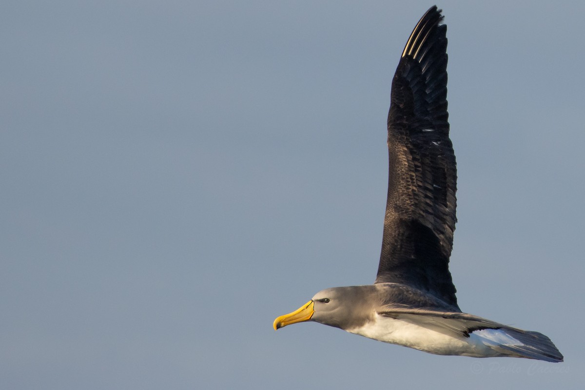 chathamalbatross - ML645042701