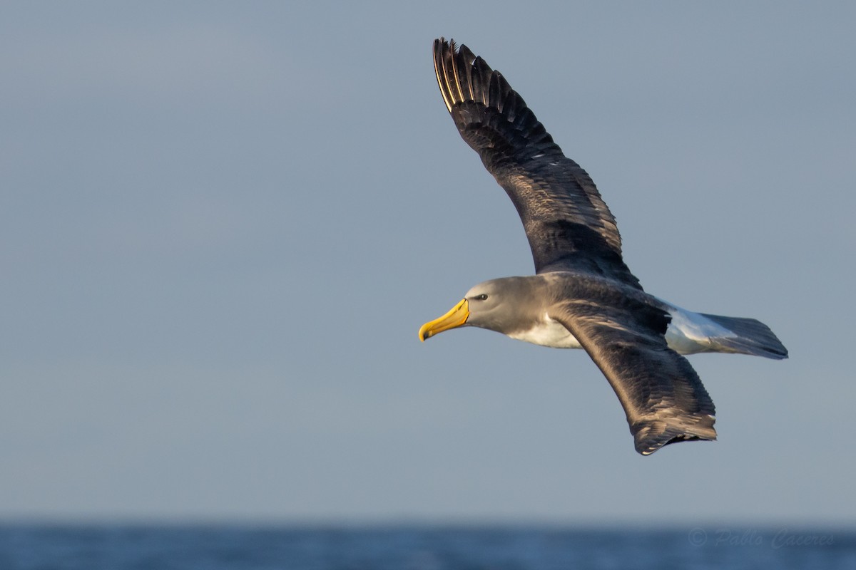 chathamalbatross - ML645042702